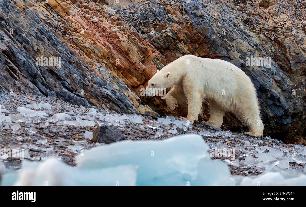 The shards of ice wash up on the rocky shoreline. SVALBARD, NORWAY: THESE polar bears are facing food shortages as GLOBAL WARMING continues to melt aw Stock Photo