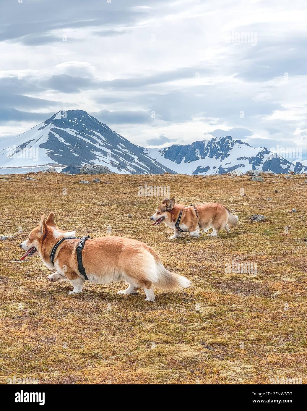 The highest mountain Marianne has undergone an epic dog walk is 5131 feet peaks of Slogen, Norway. Also known as 'the Queen of Sunnmørsalpane'. NORWAY Stock Photo