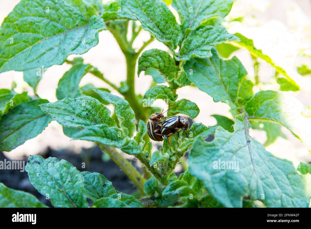 Colorado beetle copulate and eating green leaves of potato bush ...