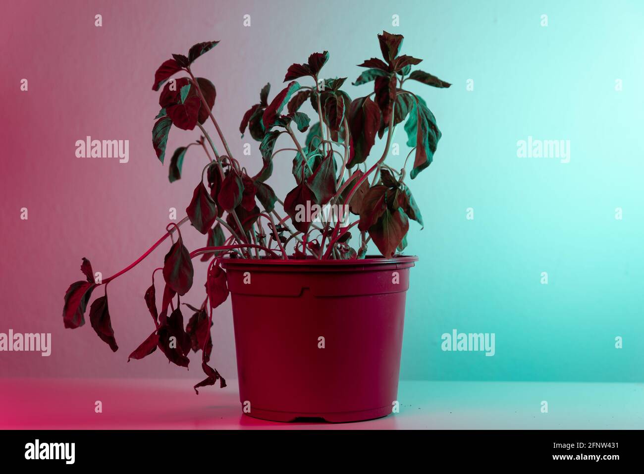 basil plant withering and dry isolated on colorful background with neon