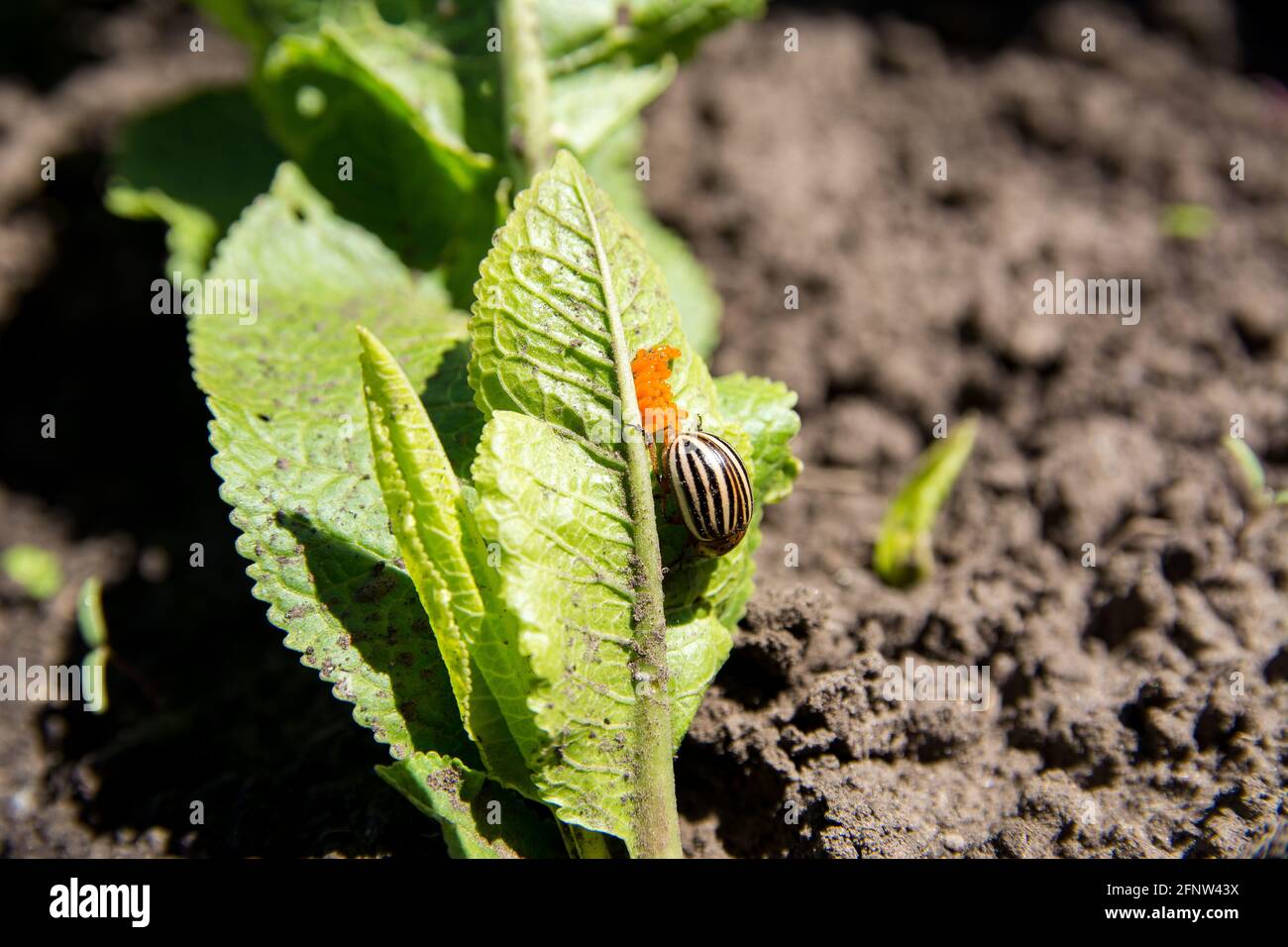 Potato bug hires stock photography and images Alamy