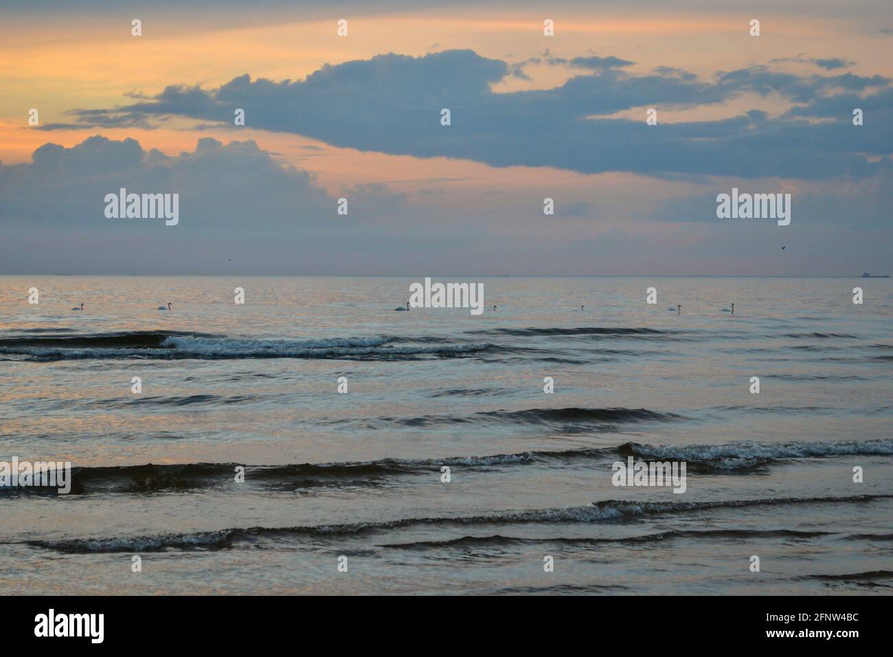 Sea landscape with orange sunset sky. White swans float in the waves of the sea. Stock Photo