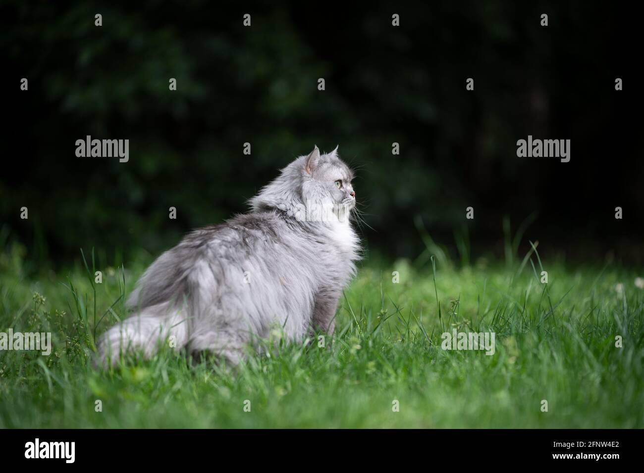 British longhair cat garden hi-res stock photography and images - Alamy