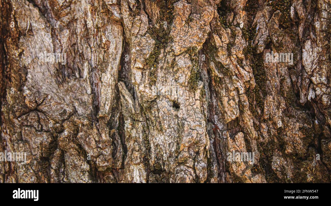 Texture of a wooden background. Selective focus.texture Stock Photo - Alamy