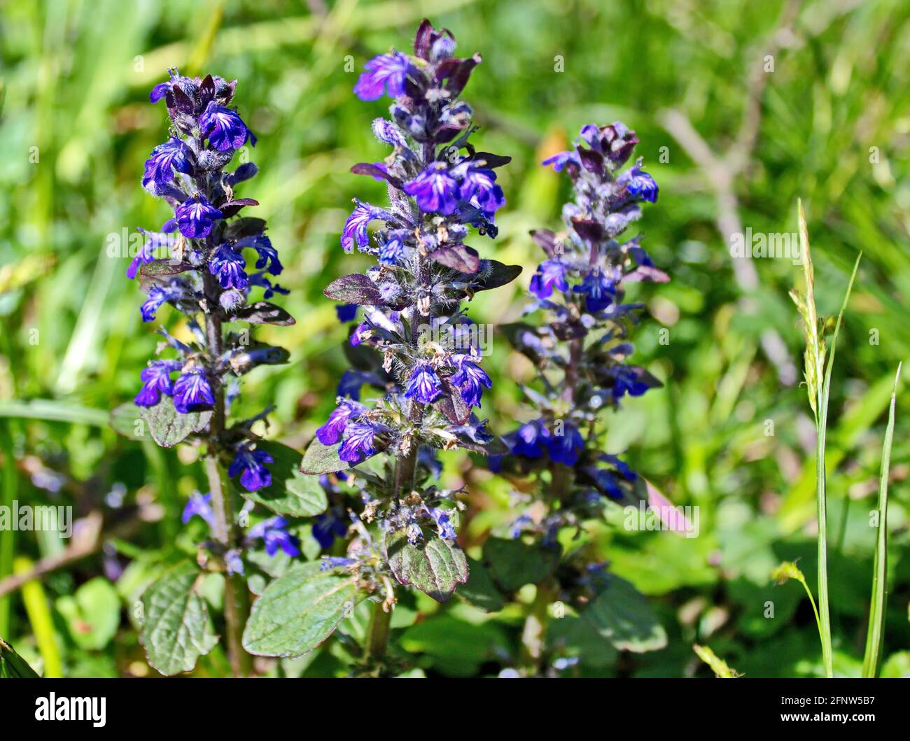 Beautiful purple flowers in a garden Stock Photo - Alamy