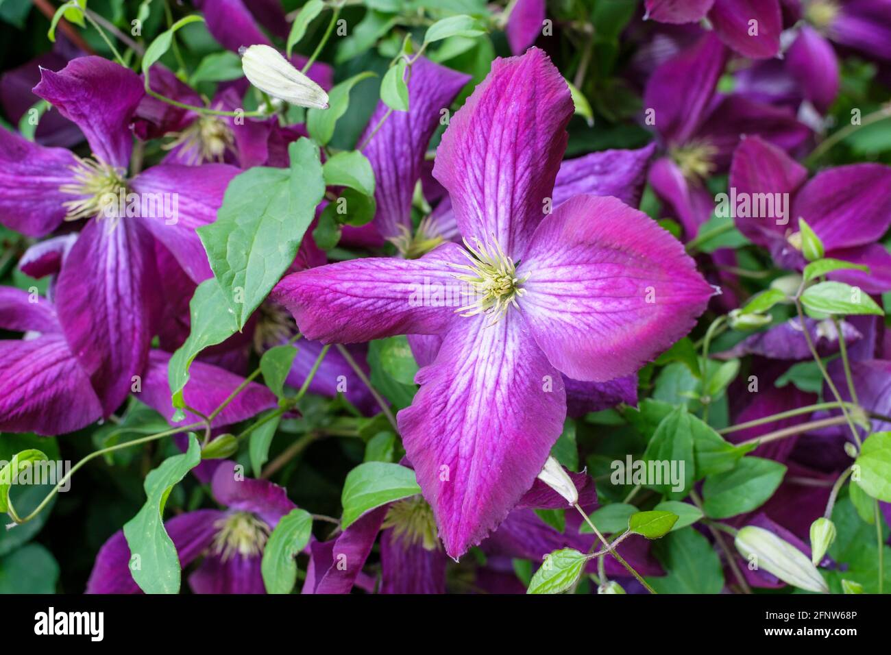 Clematis Jackmanii Purpurea' also known as  Clematis 'Jackmanii Zojapur'. Purple flowers. Stock Photo
