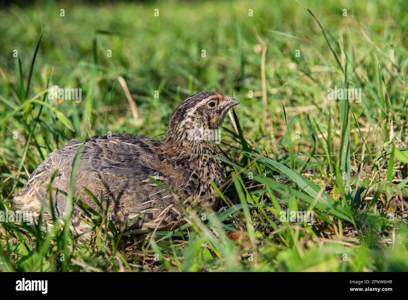 Quail living in free-range summertime pfoto Stock Photo - Alamy