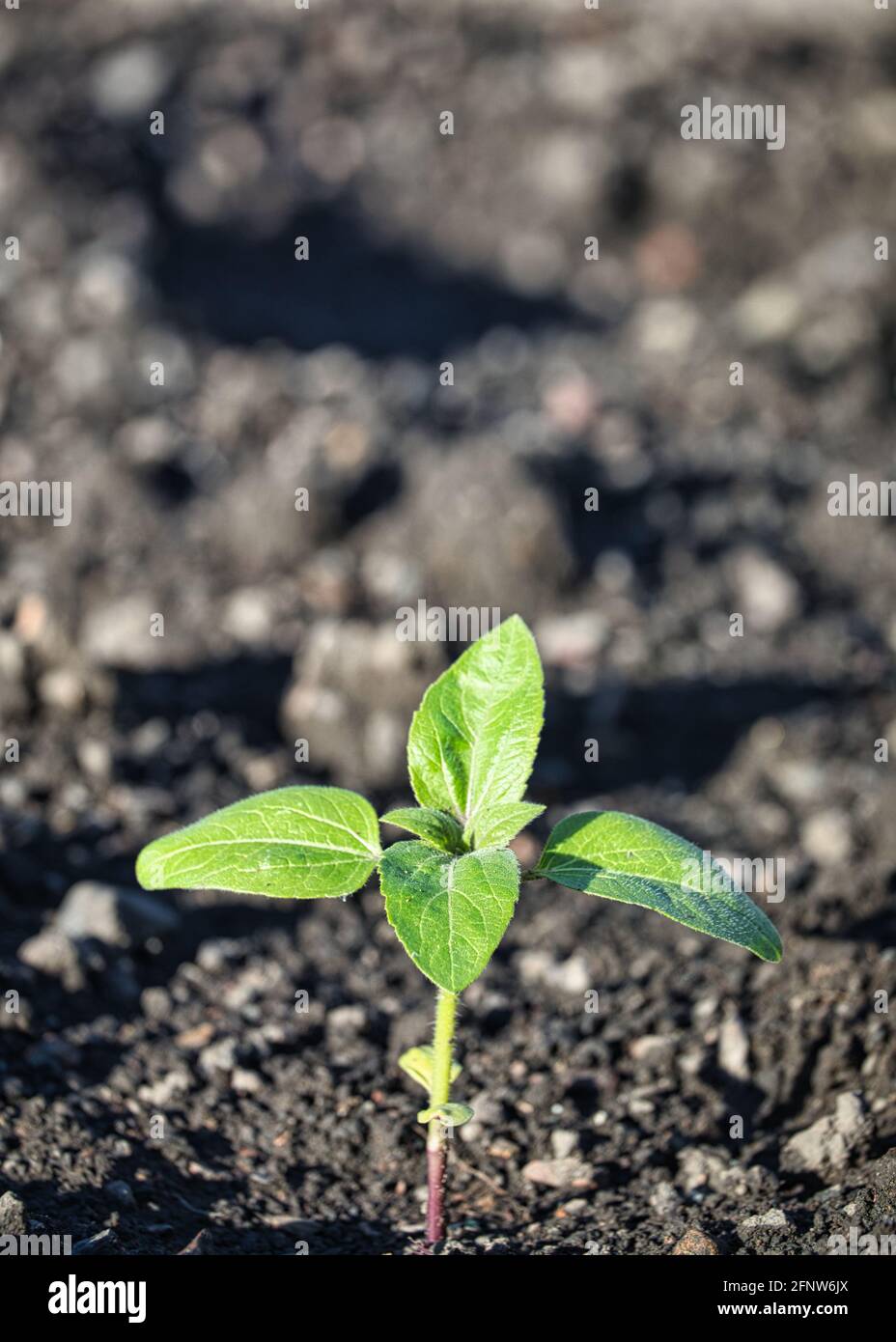 Close up of young homegrown sunflower plant seedling (Helianthus Annuus) in sunlight. Concept of nurturing, nature, gardening, growth, care, fragile Stock Photo