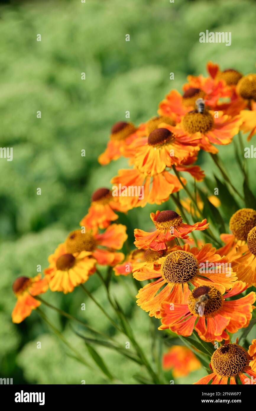 Helenium 'Waltraut'. Sneezeweed 'Waltraut'. Golden-brown flower-heads with out of focus green foliage background Stock Photo