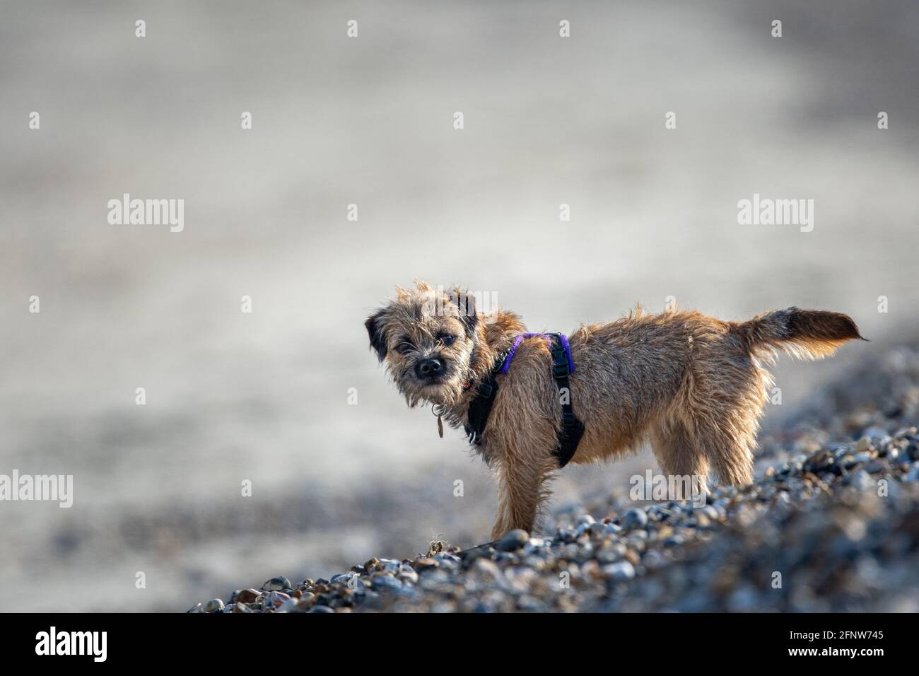 Border Terrier dog in a harness on a pebble beach Stock Photo Alamy