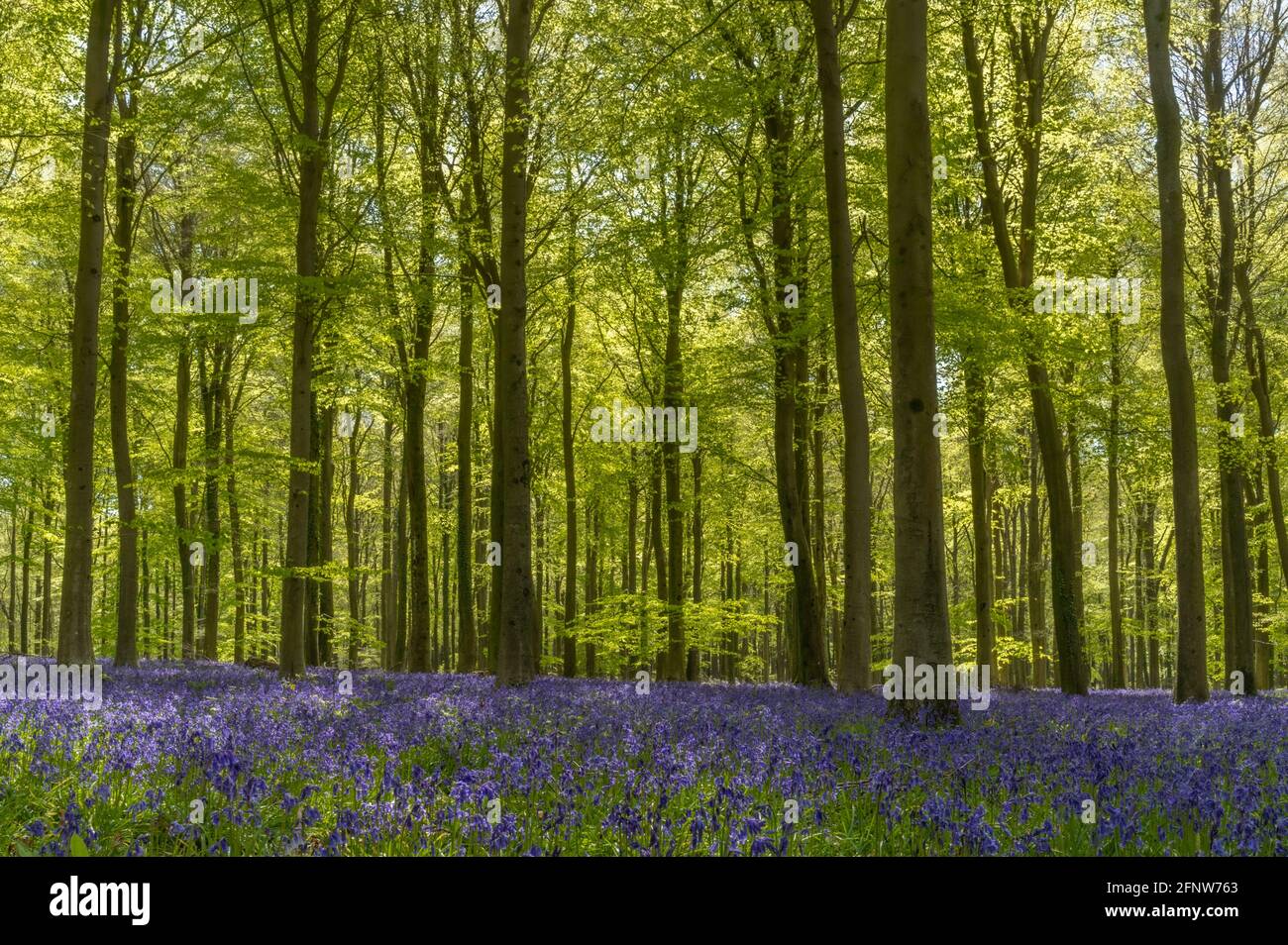 Spring bluebells in Wepham Woods, Angmering Park near Arundel in West Sussex Stock Photo