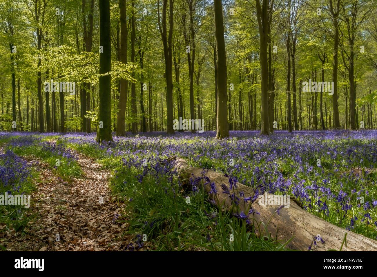 Spring bluebells in Wepham Woods, Angmering Park near Arundel in West Sussex Stock Photo