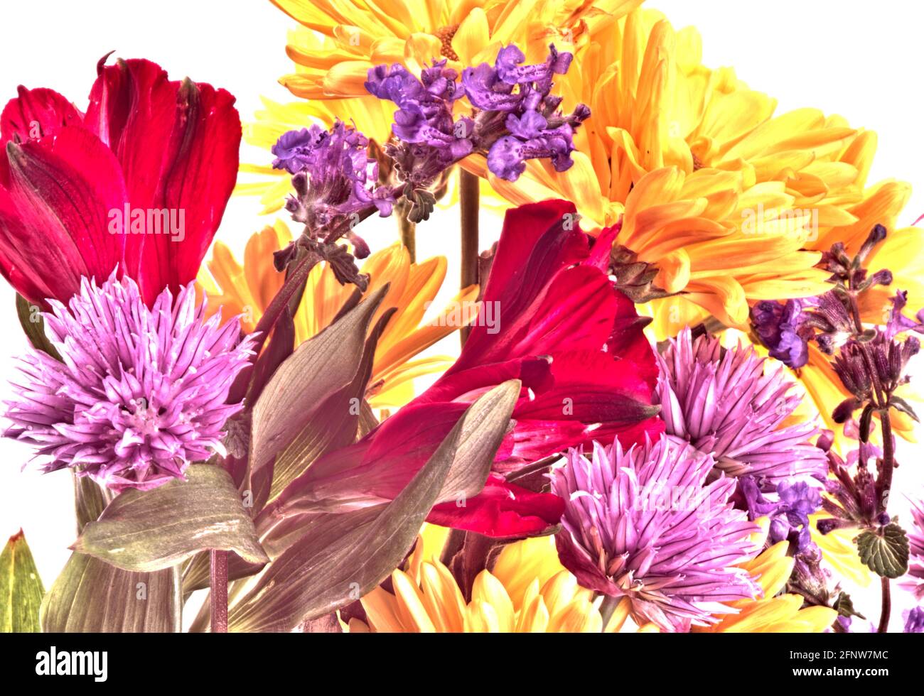 A high dynamic range (HDR) image of a bouquet of red purple and yellow flowers isolated on a white background that has a painting-like quality. Stock Photo