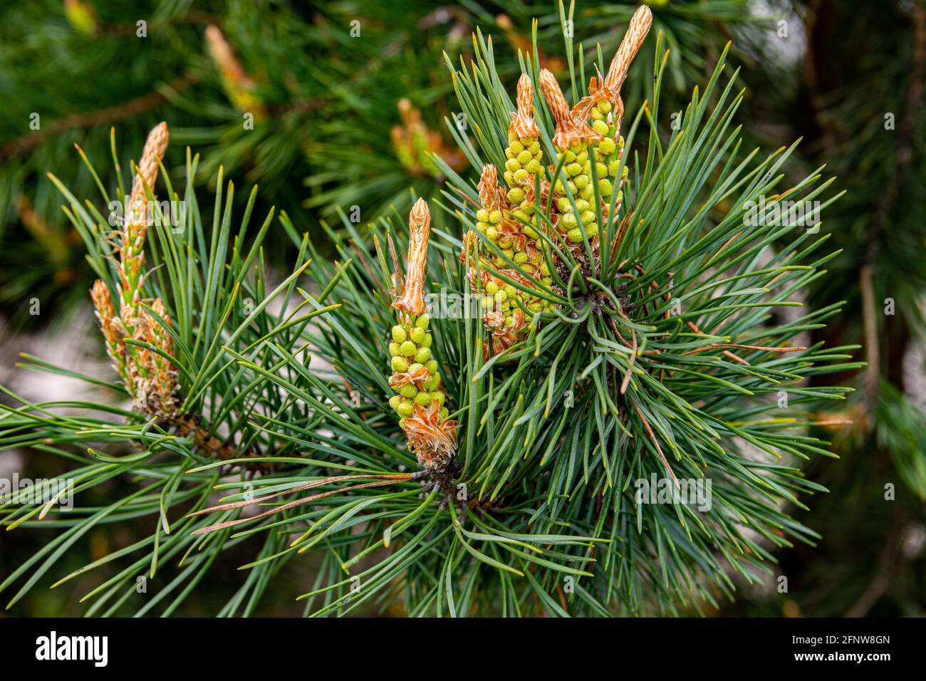 Young shoots and pine cones, green needles. Spring day. Close-up image. Stock Photo