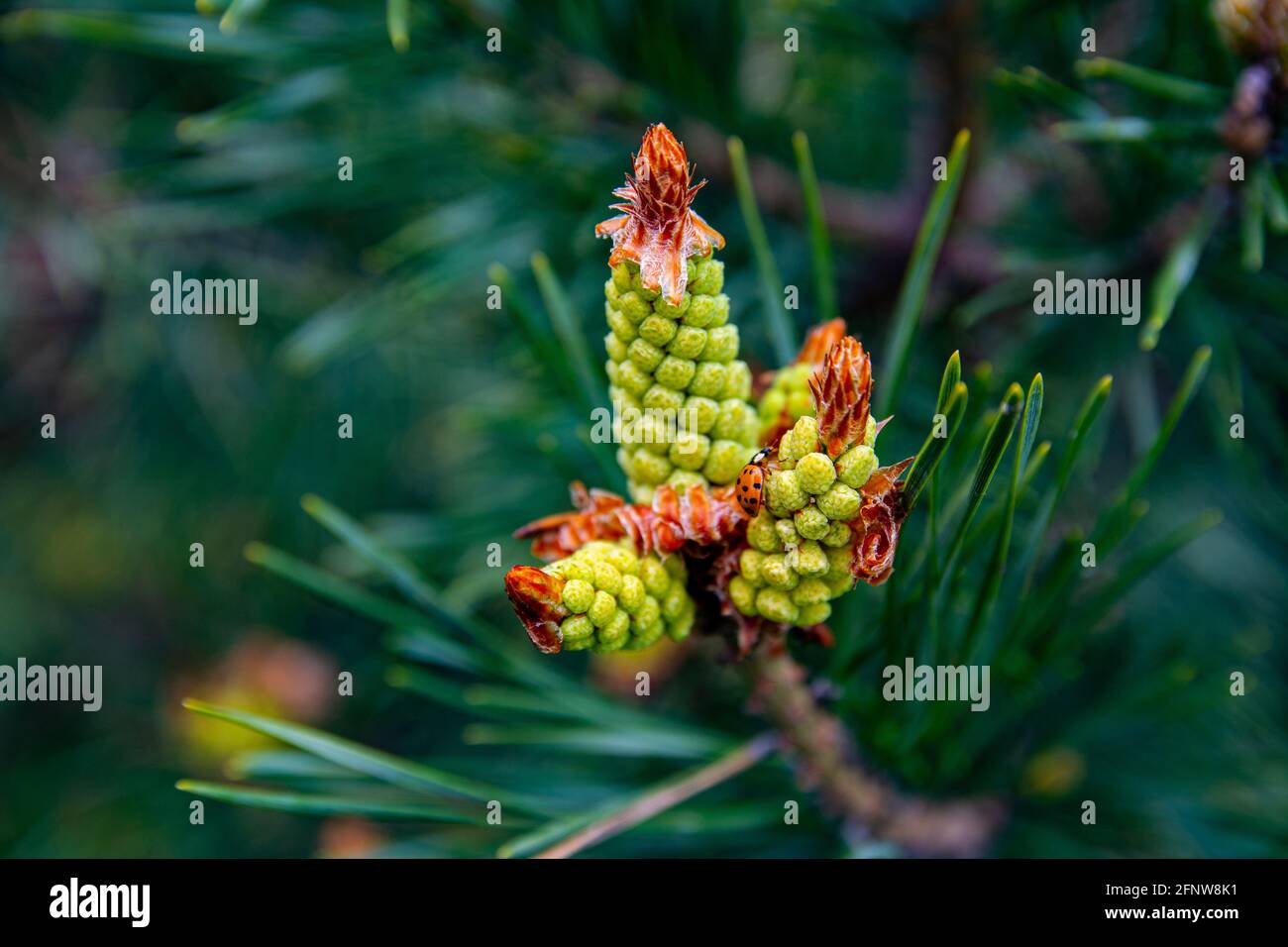 Young shoots and pine cones, green needles. Ladybug sits on pines cone. Spring day. Close-up image. Stock Photo