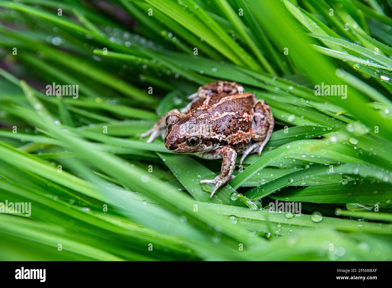 Frog Toad Green High Resolution Stock Photography and Images - Alamy