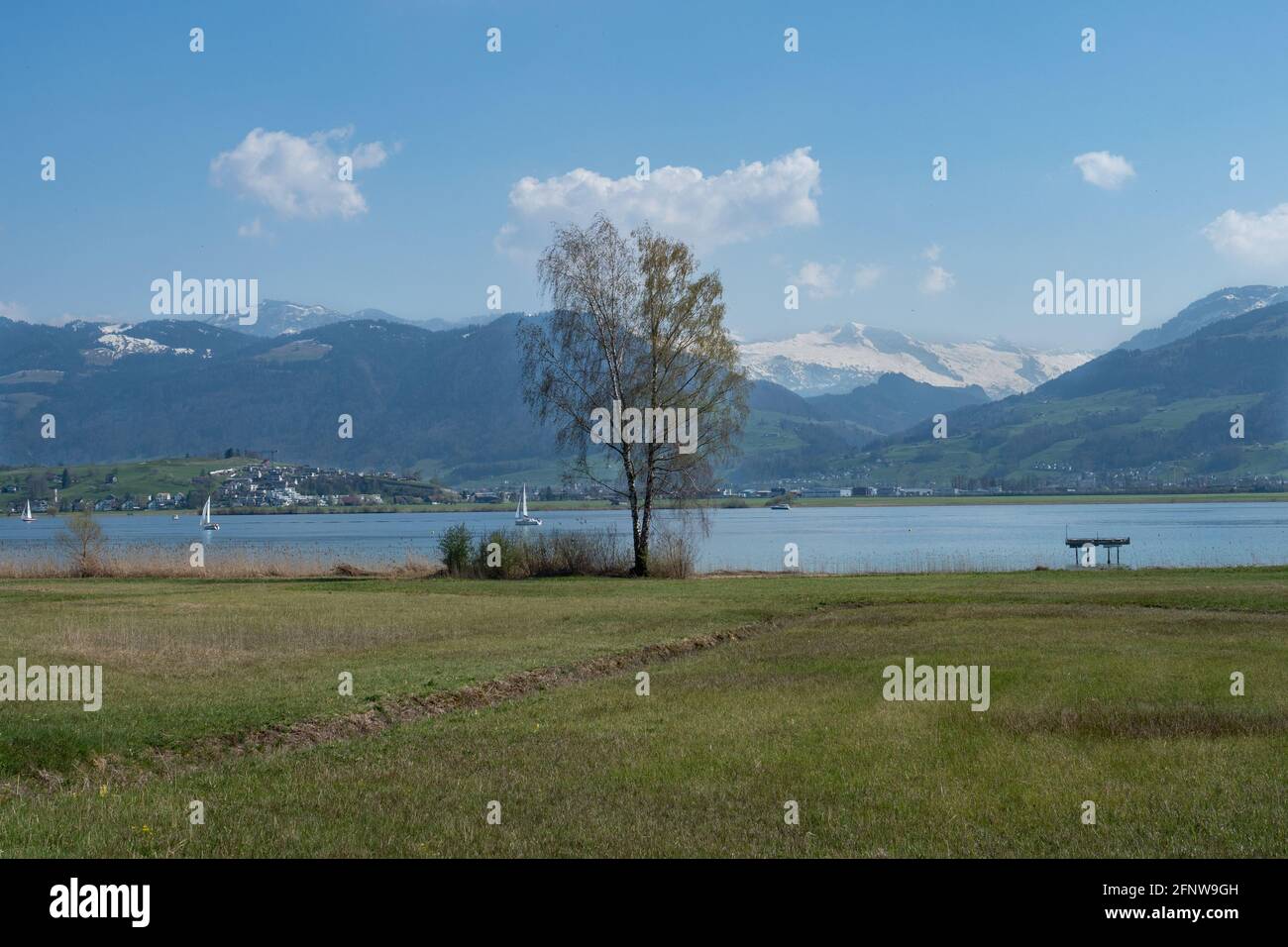 Shore of lake Zurich with reet vegetation and mountains in the background Stock Photo