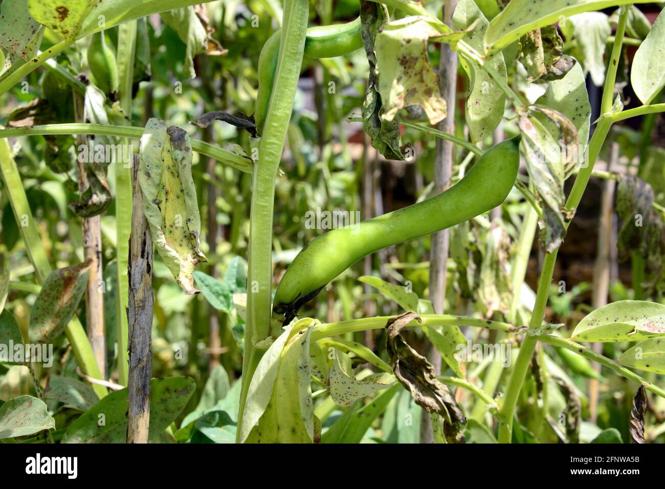Cultivation of broad bean with fruit in the garden Stock Photo Alamy