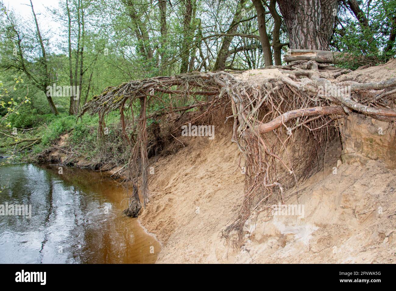 A narrow river called 'Dinkel' and washed away soil around the tree roots in the region of Twente, province of Overijsel, the Netherlands Stock Photo