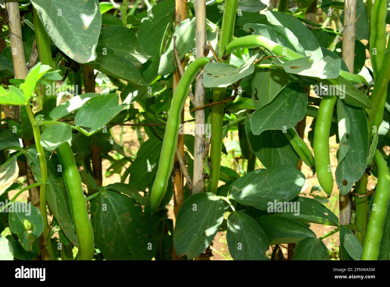 Cultivation of broad bean with fruit in the garden Stock Photo Alamy