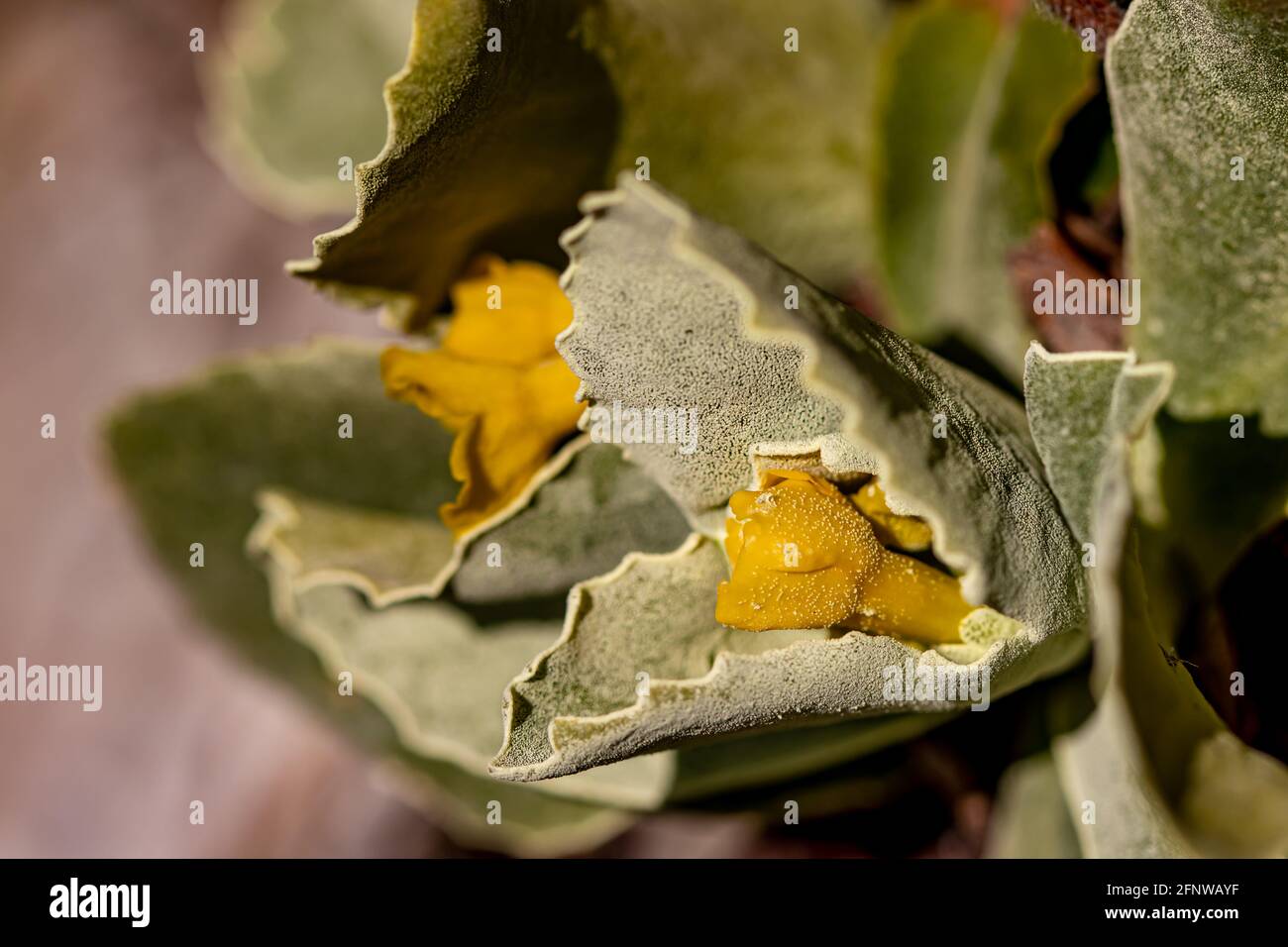 Primula auricula flowers in spring Stock Photo