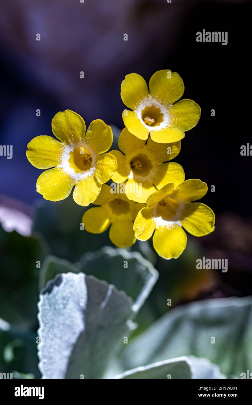 Primula auricula flowers in the forest Stock Photo