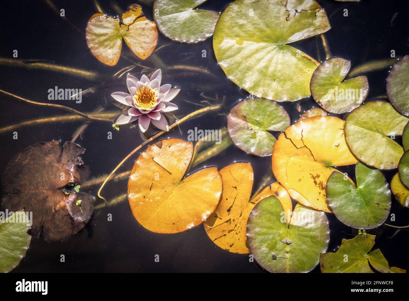 Water Lilies With Fall Leaves High Resolution Stock Photography And Images Alamy Water Lilies With Fall Leaves High Resolution Stock Photography And Images Alamy