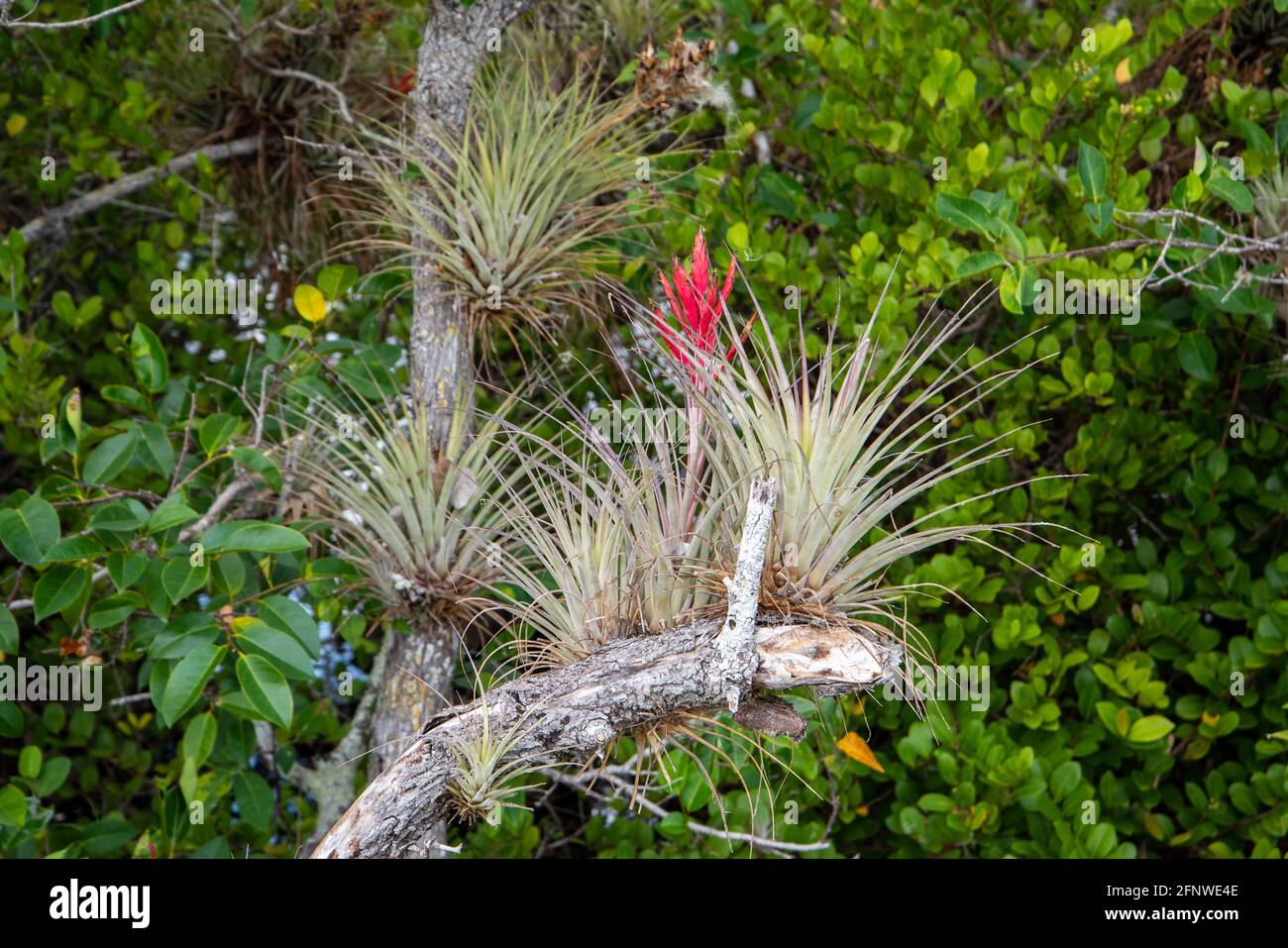 Cardinal airplants growing in Everglades National Park. Stock Photo