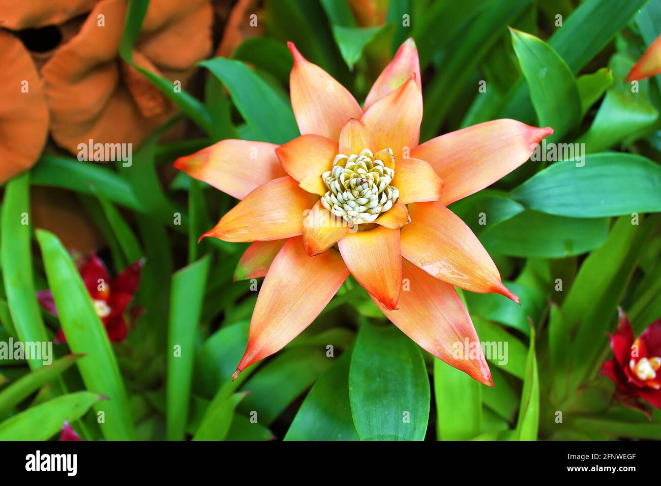 Orange flower of aechmea in Thailand Stock Photo