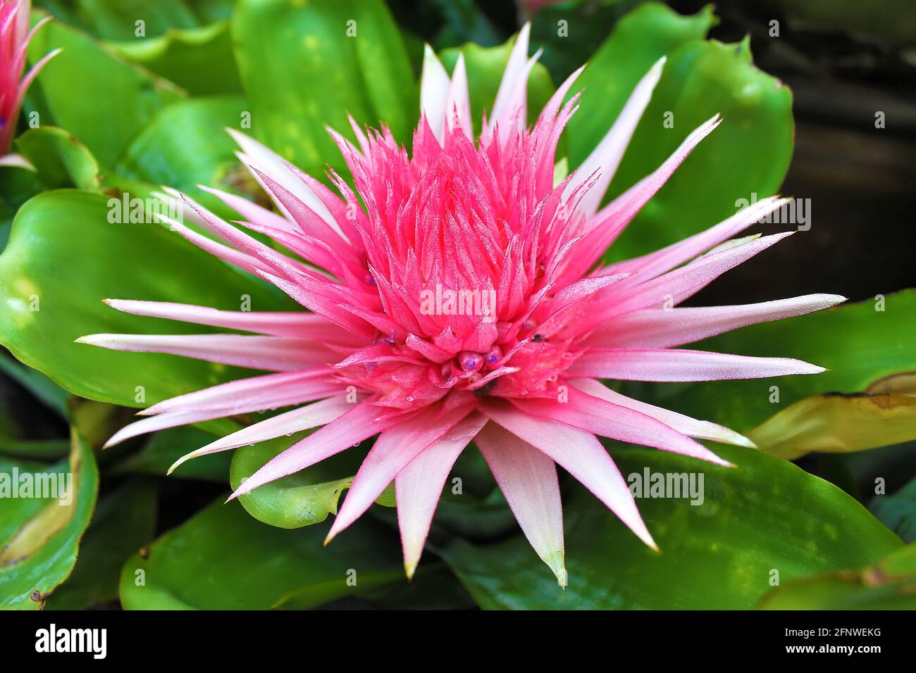 Pink flower of Aechmea fasciata plant also known as silver vase or urn plant. Plant from Bromeliaceae family Stock Photo