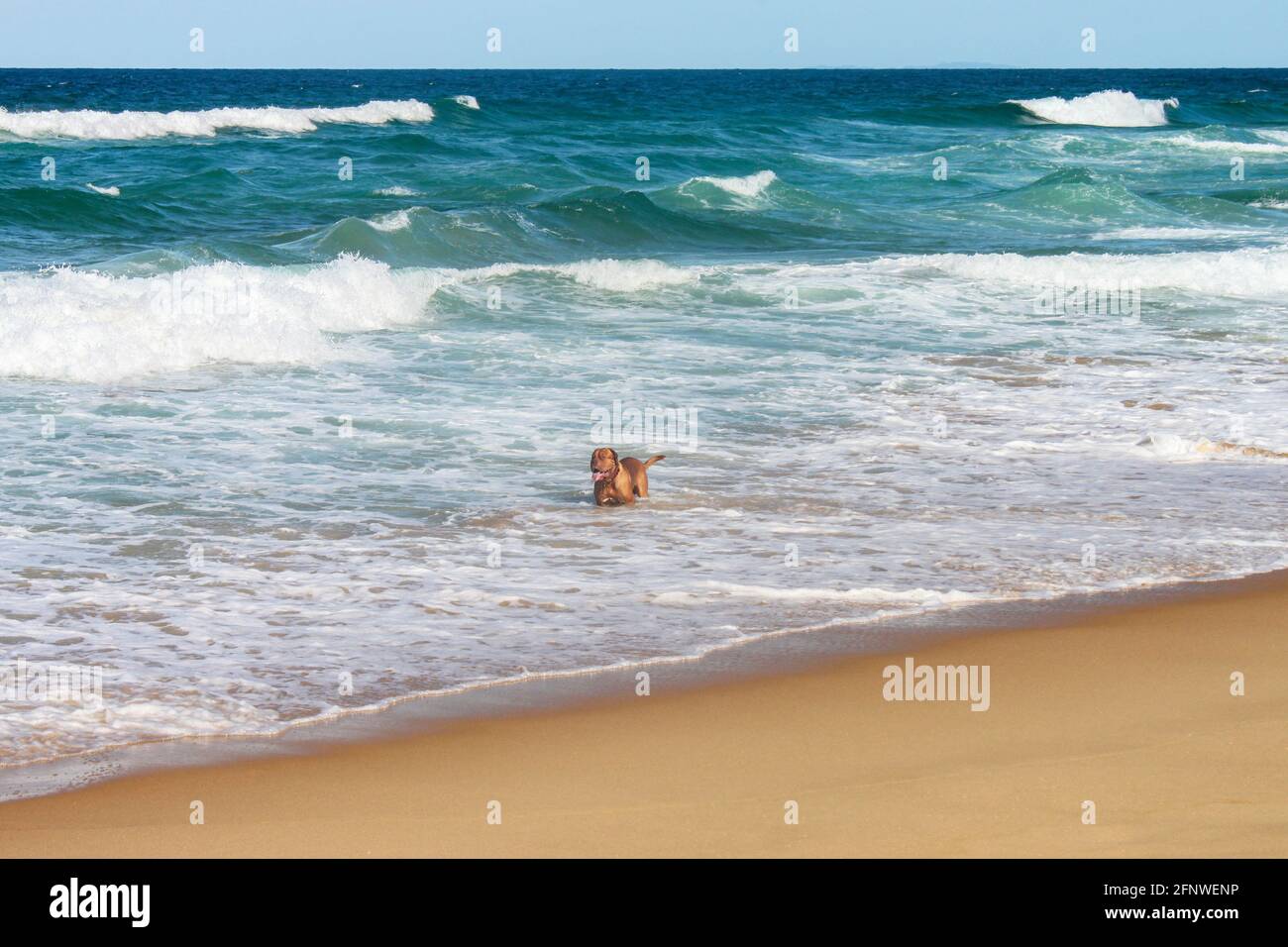 Big dog with tongue hangingn out playing in the surf near beach with waves with whitecaps rolling in from the horizon Stock Photo
