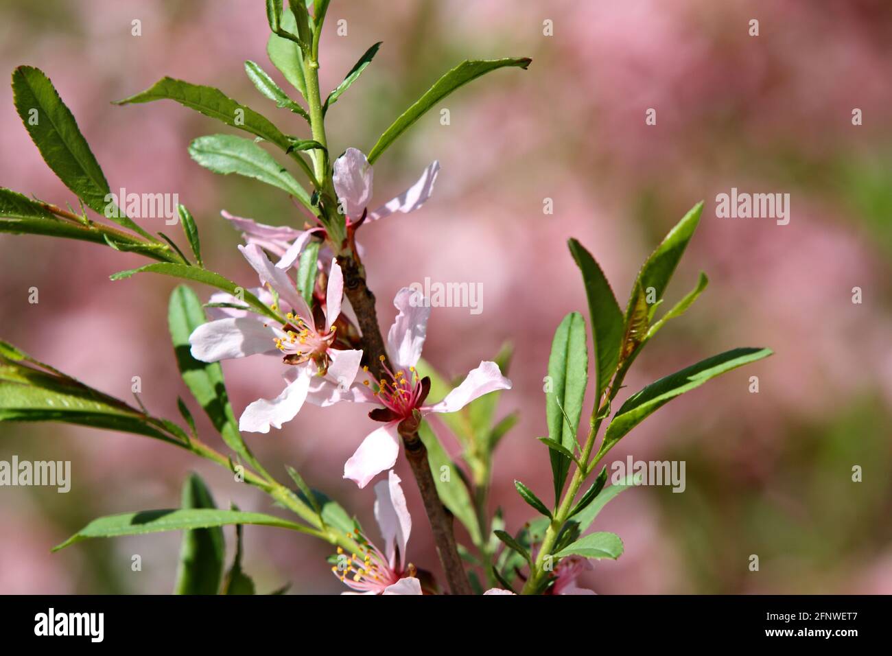 Dwarf almond blooming in garden with beautiful pink flowers Stock Photo