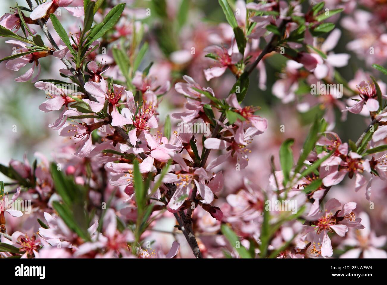 Dwarf almond blooming in garden with beautiful pink flowers Stock Photo