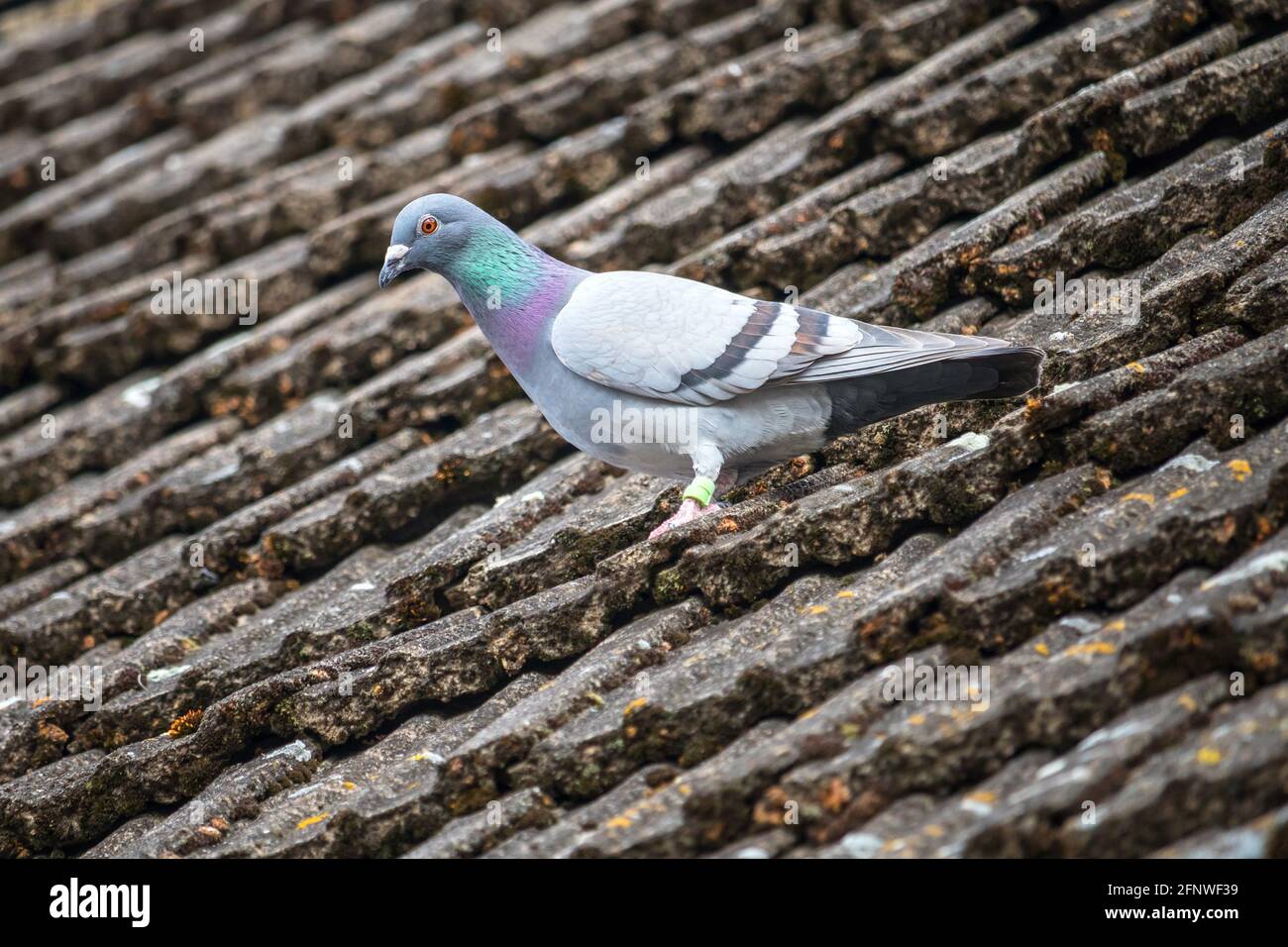 Animal tile hi-res stock photography and images - Alamy