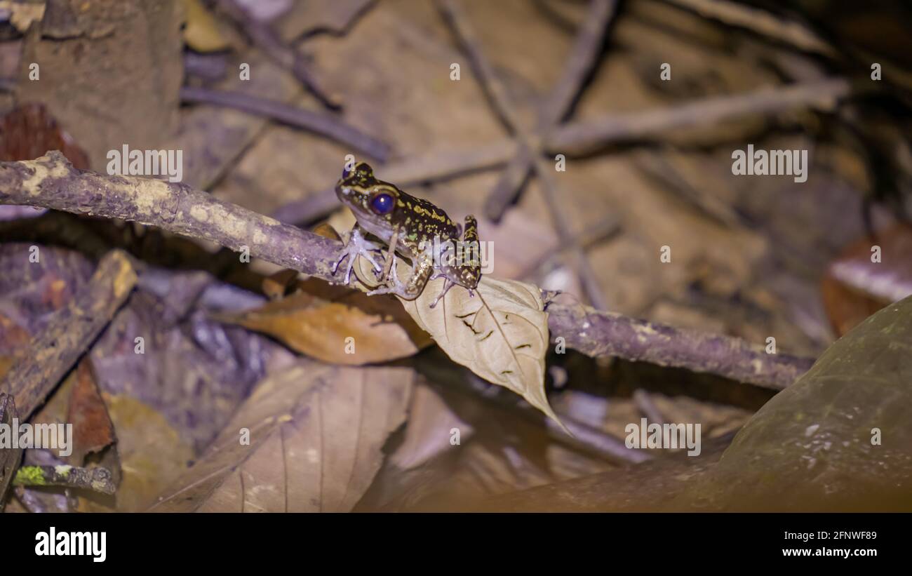 Spotted Stream Frog (Pulcharana picturata) (black body with yellow dots) on a leaf branch in the rainforest at night. Gunung Lambak, Kluang, Malaysia Stock Photo