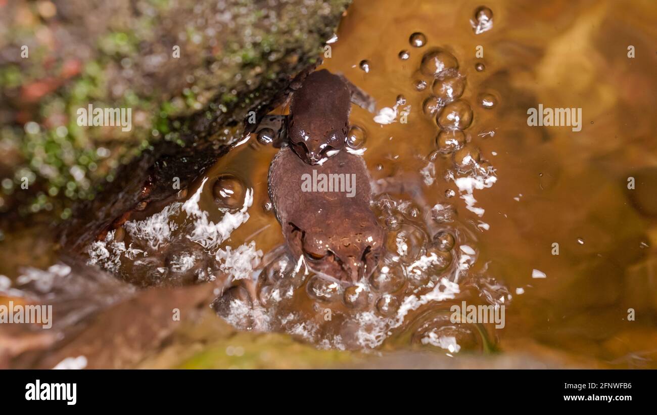 Spotted Litter Frog (Leptobrachium hendricksoni) (red eyes frog) mating in the rainforest river water at night, Gunung Lambak, Kluang, Malaysia Stock Photo