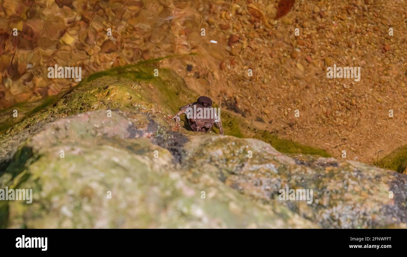 Spotted Litter Frog Leptobrachium Hendricksoni Red Eyes Frog Mating On The Rock In The Rainforest Riverside At Night Gunung Lambak Kluang Malay Stock Photo Alamy