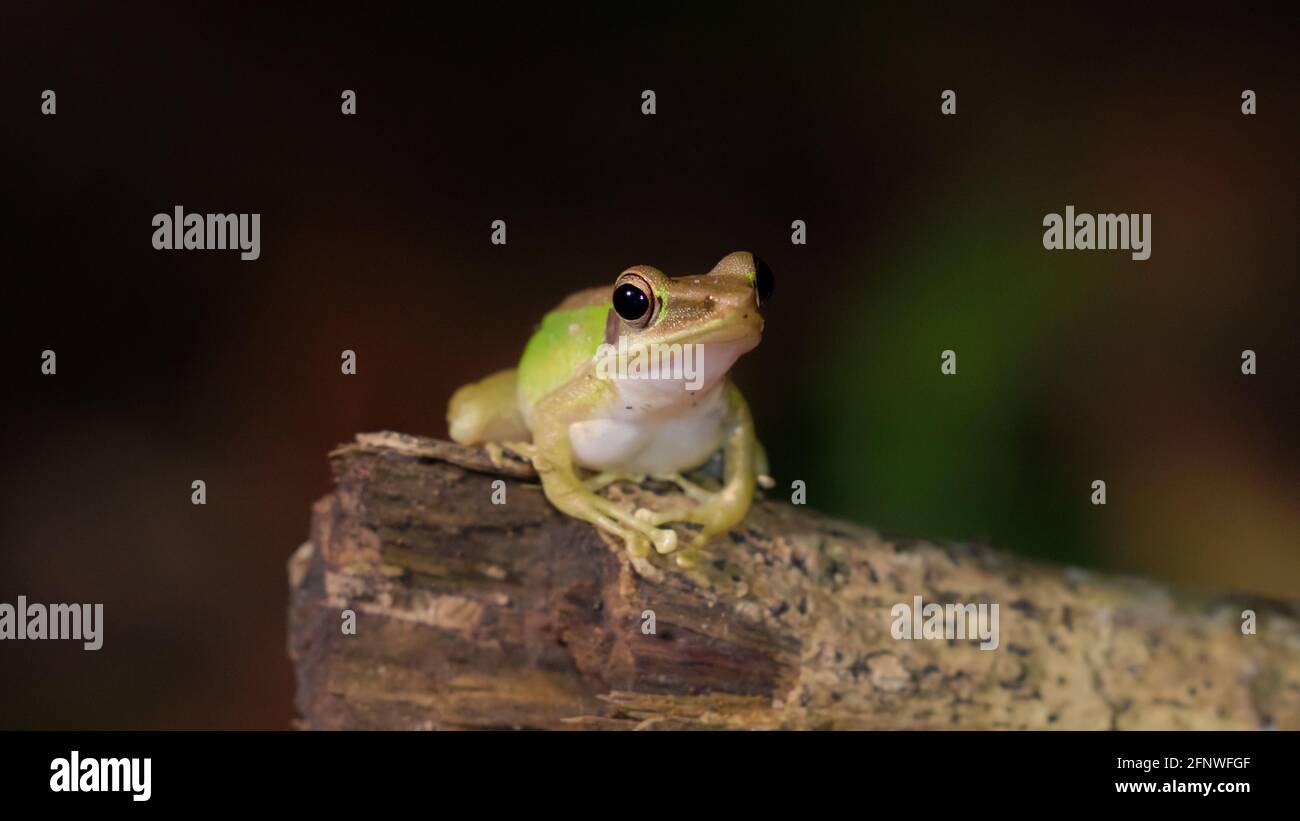 Close up a Southeast asian white-lipped frog, Malayan white-lipped frog (Genus Chalcorana or Chalcorana libialis) standing on branch in the rainforest Stock Photo