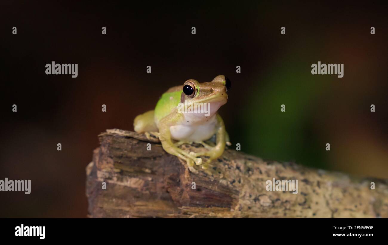 Frog Genus High Resolution Stock Photography and Images - Alamy