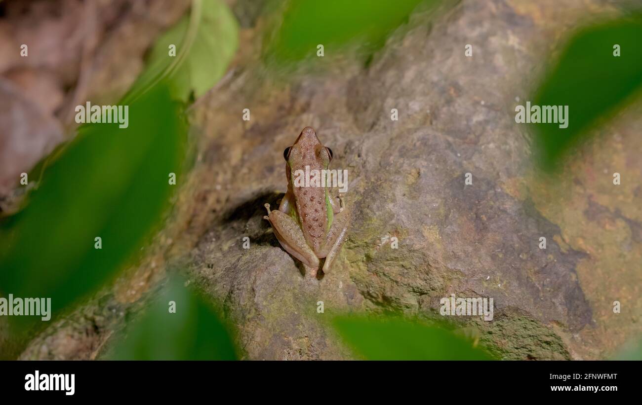 Close up a Southeast asian white-lipped frog, Malayan white-lipped frog (Genus Chalcorana or Chalcorana libialis) standing on rock stone in rainforest Stock Photo
