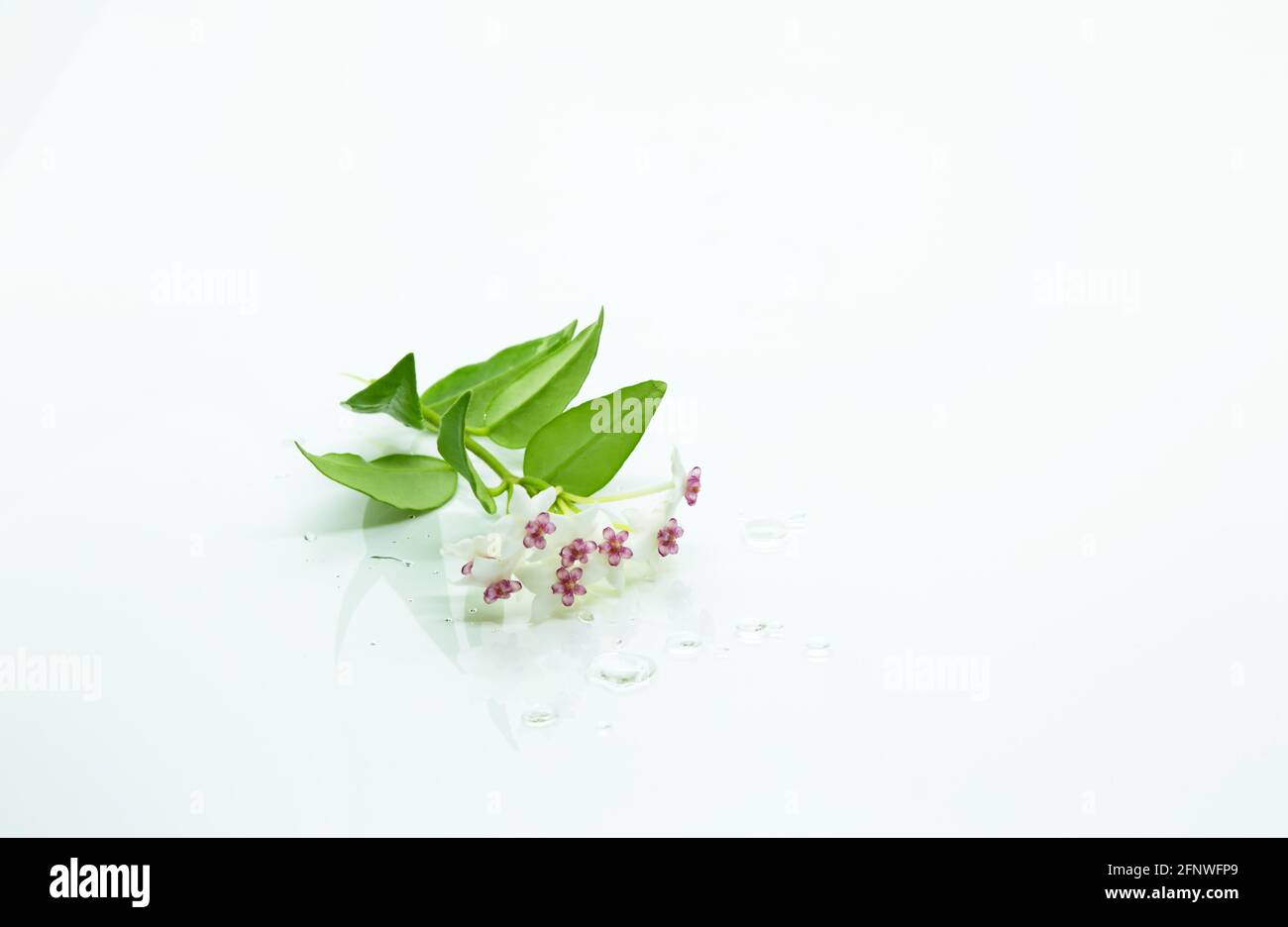 Hoya bella flowers and some water drops isolated on white back ground Stock Photo