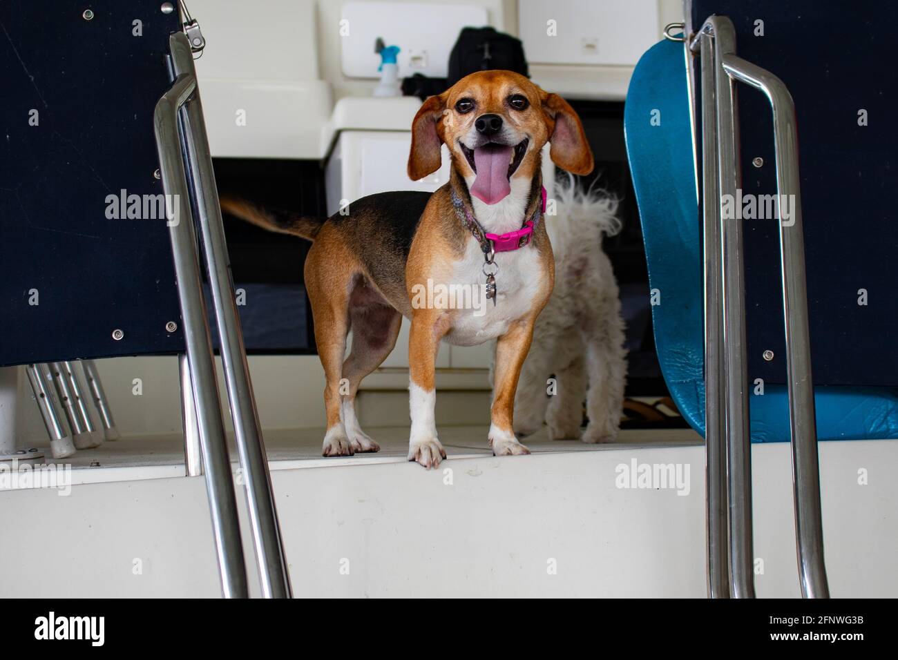 Boat dog - happy brown and white dog with a smile and pink collar and her tongue hanging out on a boat Stock Photo