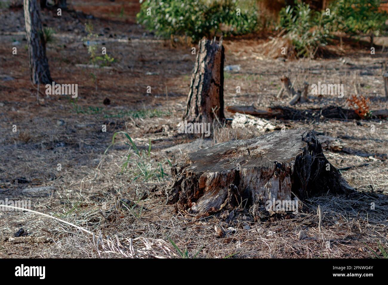 Tree stump with other cut pine and underbrush located in University