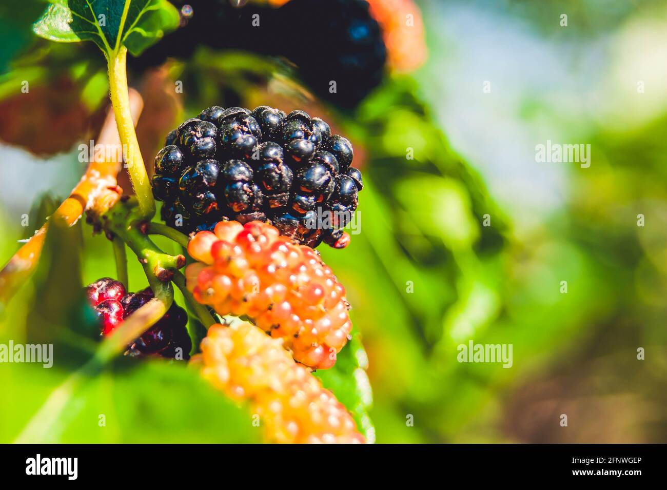 White Fruited American Beautyberry, French Mulberry, Wild Goose's Berry,  American Mulberry