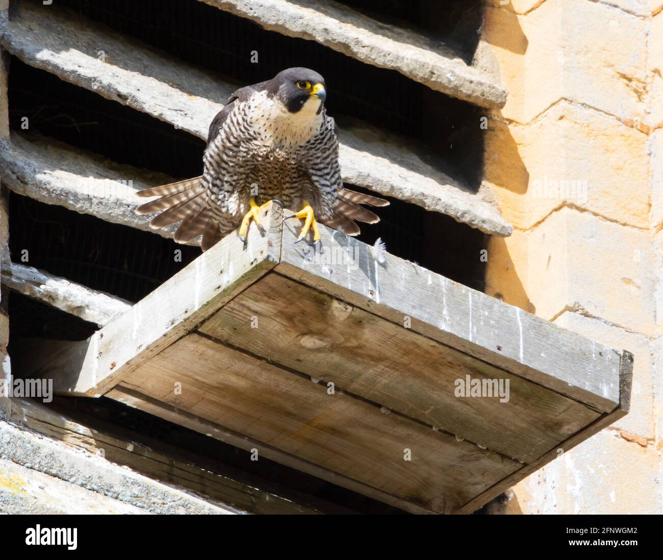 Peregrine Falcon on the nest tray at Tewkesbury Abbey in ...