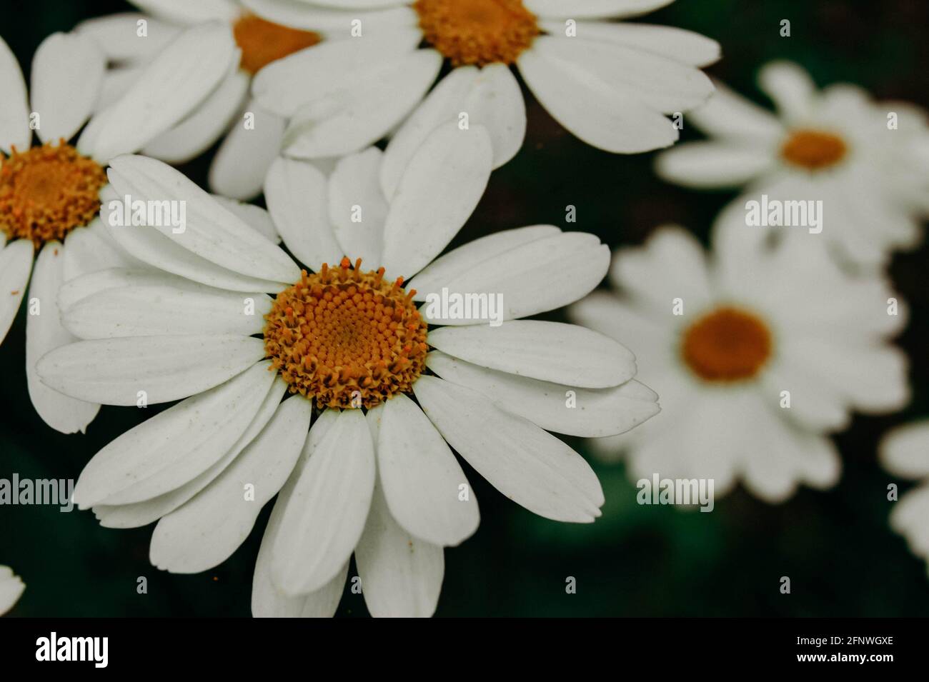 Wild Forest Daisies Very Large Daisies Beautiful Flowers Flowers Guessing Game Natural Background Stock Photo Alamy