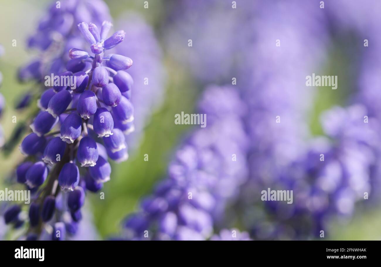 Purple grape hyacinth with flowers and green in background Stock Photo