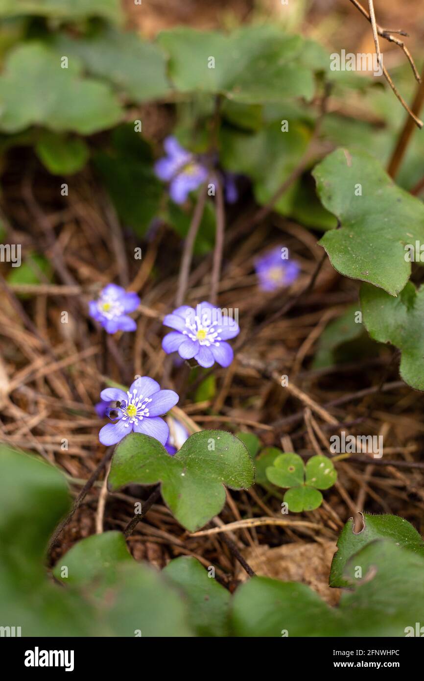 Purple flowers grow in the forest. Wild flowers Stock Photo Alamy