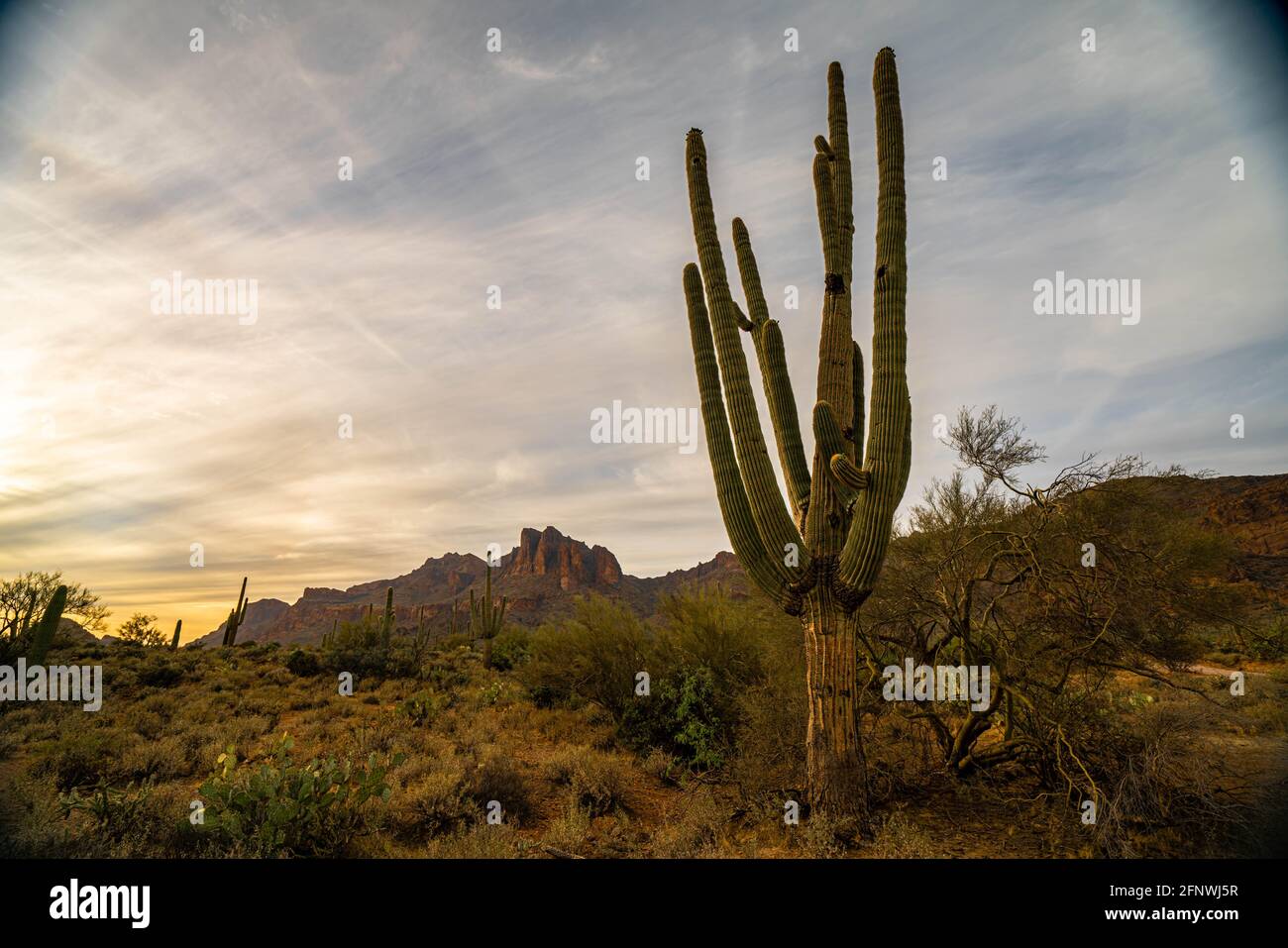 Saguaro cactus near sunset in the desert of Arizona Stock Photo - Alamy