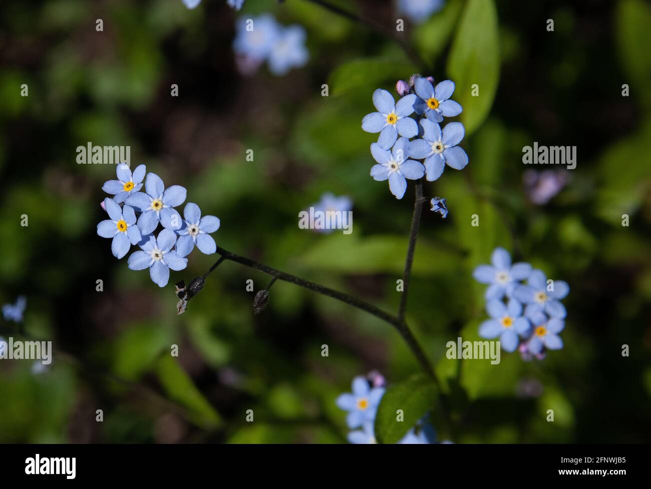 Forget-me-nots flowers, Myosotis scorpioides Stock Photo